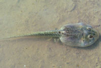 Western Spadefoot Tadpoles