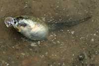 Western Spadefoot Tadpoles