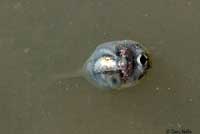 Western Spadefoot Tadpoles