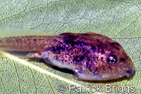 Western Spadefoot Tadpoles