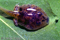 Western Spadefoot Tadpoles