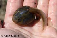 Western Spadefoot Tadpoles