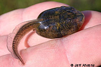 Western Spadefoot Tadpoles