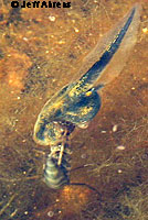 Western Spadefoot Tadpoles