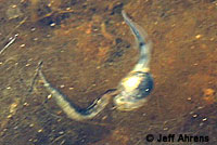 Western Spadefoot Tadpoles