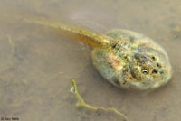 Western Spadefoot Tadpoles