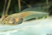 Western Spadefoot Tadpoles