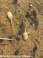 california toad tadpoles