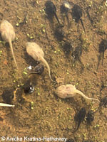 california toad tadpoles