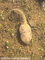 california toad tadpoles