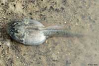 Western Spadefoot Tadpoles