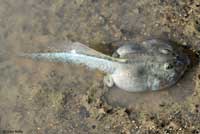 Western Spadefoot Tadpoles