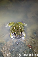 Western Spadefoot