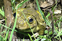 Western Spadefoot