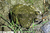 Western Spadefoot