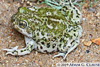 Western Spadefoot