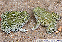 Western Spadefoot