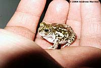 Western Spadefoot