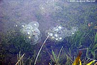 Western Spadefoot Eggs