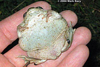 Western Spadefoot