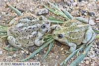 Great Basin Spadefoot