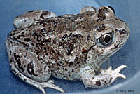 Great Basin Spadefoot