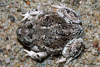 Great Basin Spadefoot