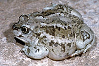 Great Basin Spadefoot