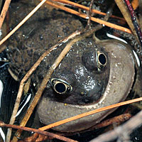 Great Basin Spadefoot