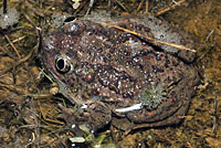 Great Basin Spadefoot