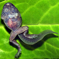 Great Basin Spadefoot Tadpole