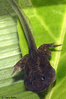 Great Basin Spadefoot Tadpole