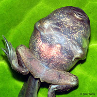 Great Basin Spadefoot Tadpole