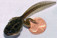 Great Basin Spadefoot Tadpole