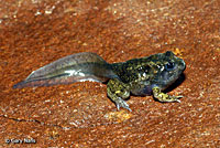 Great Basin Spadefoot Metamorph