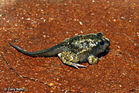 Great Basin Spadefoot Metamorph