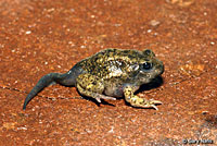 Great Basin Spadefoot Metamorph