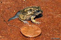 Great Basin Spadefoot Metamorph