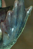 Great Basin Spadefoot Metamorph