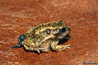 Great Basin Spadefoot Metamorph