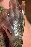 Great Basin Spadefoot Metamorph