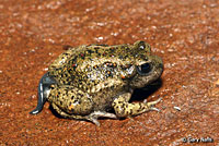 Great Basin Spadefoot Metamorph