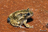 Great Basin Spadefoot Metamorph