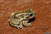 Great Basin Spadefoot Metamorph