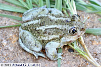 Great Basin Spadefoot