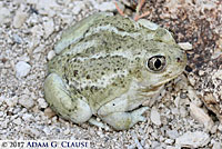 Great Basin Spadefoot