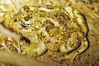 Great Basin Spadefoot