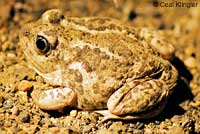 Great Basin Spadefoot