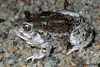 Great Basin Spadefoot