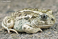 Great Basin Spadefoot